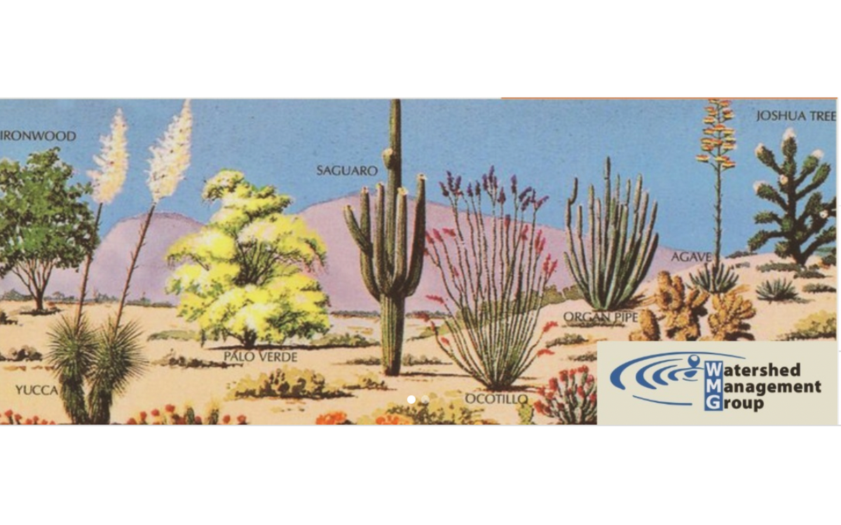 Tucson turns to native edibles for sustainability and resilience