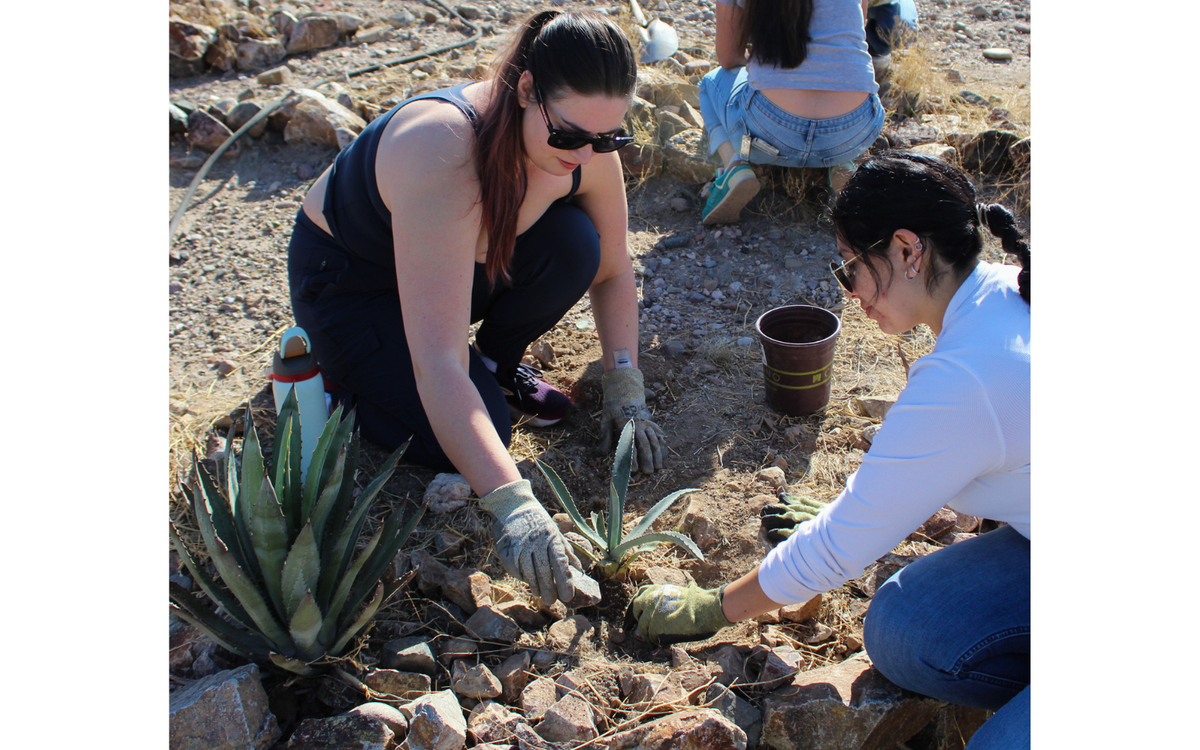 Agave takes root in culture, sustainability and tradition