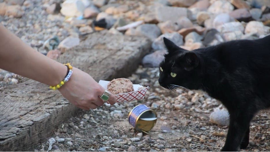 A través de los gatos y la comunidad, una mujer de Tucson construye una historia de esperanza