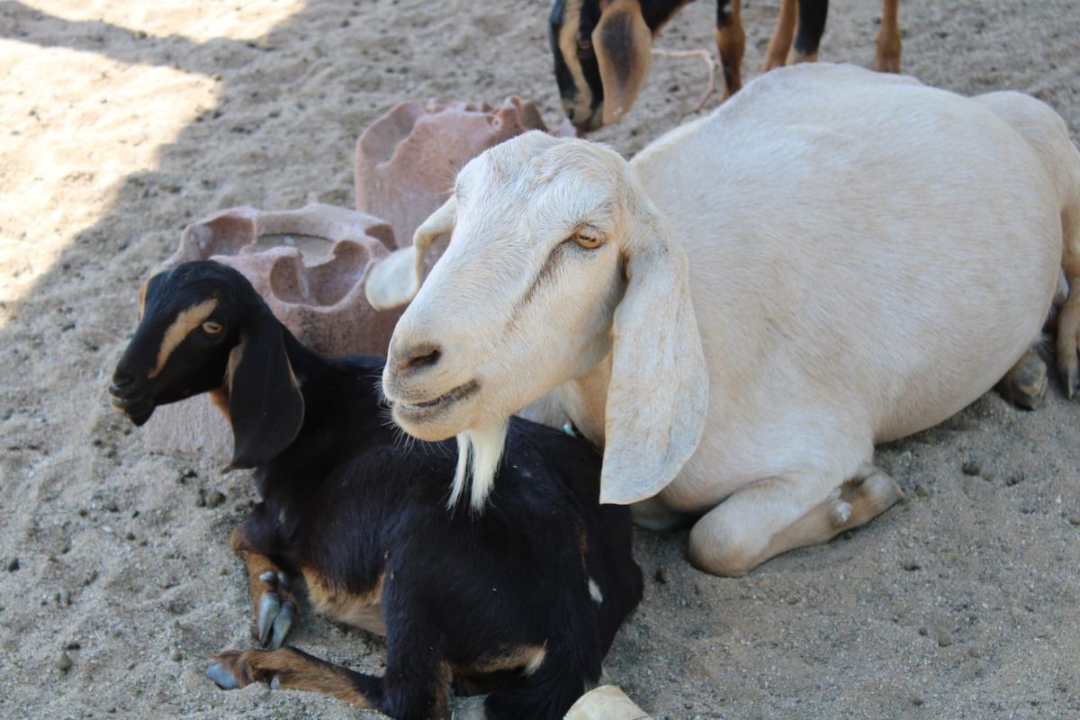 Tucson collective invites community to goat adoption event