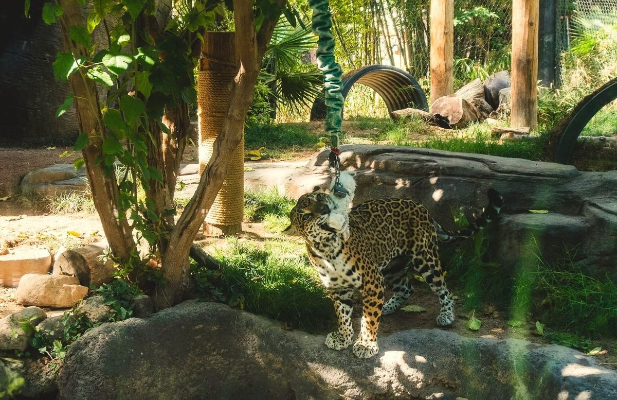 Tucson's Reid Park Zoo works to protect endangered jaguars