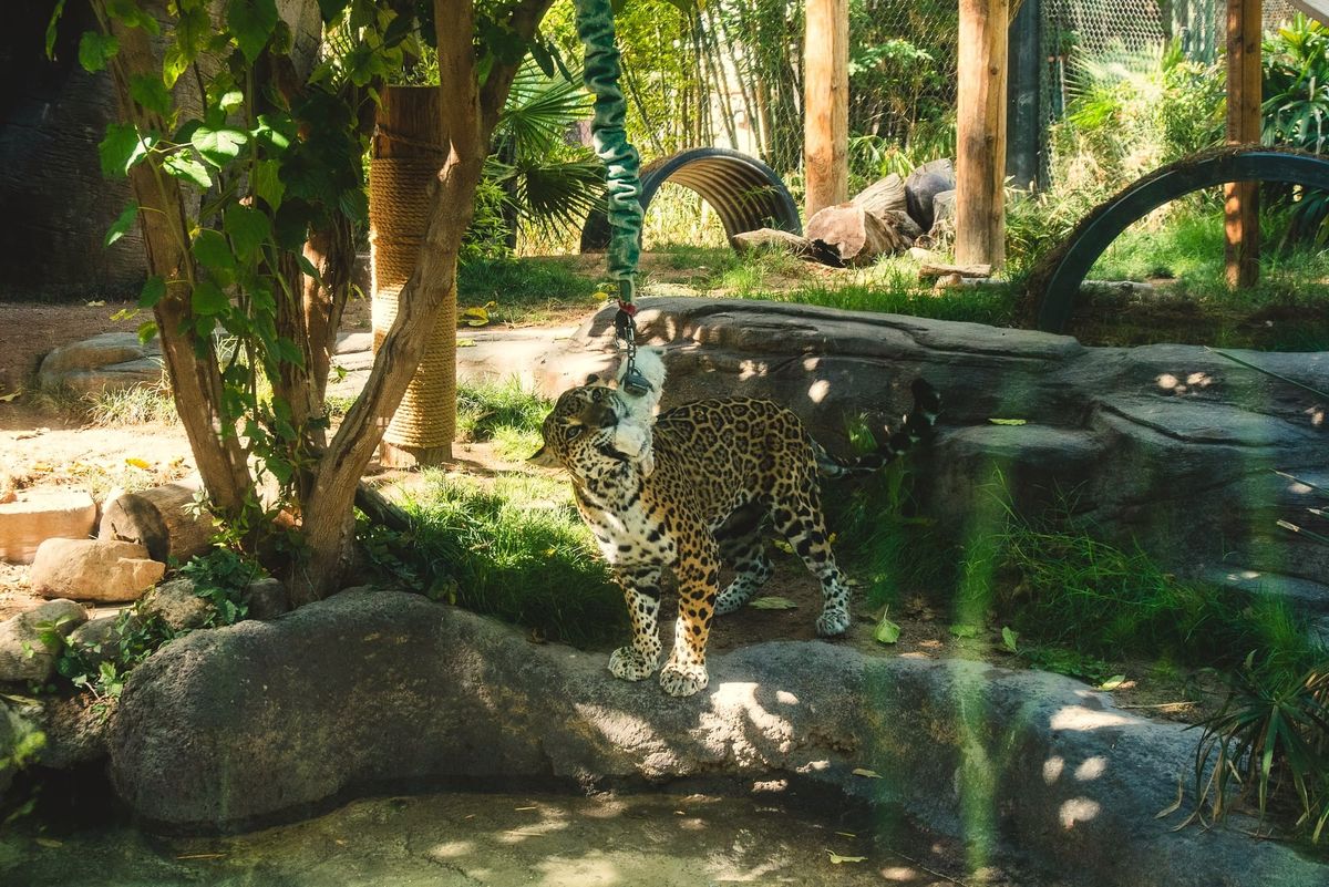 Tucson's Reid Park Zoo works to protect endangered jaguars