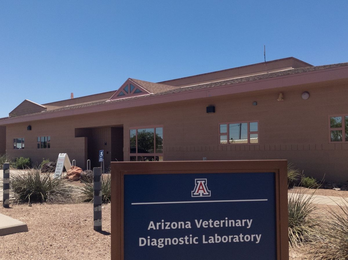 Pruebas asequibles para mascotas en laboratorio de Tucson