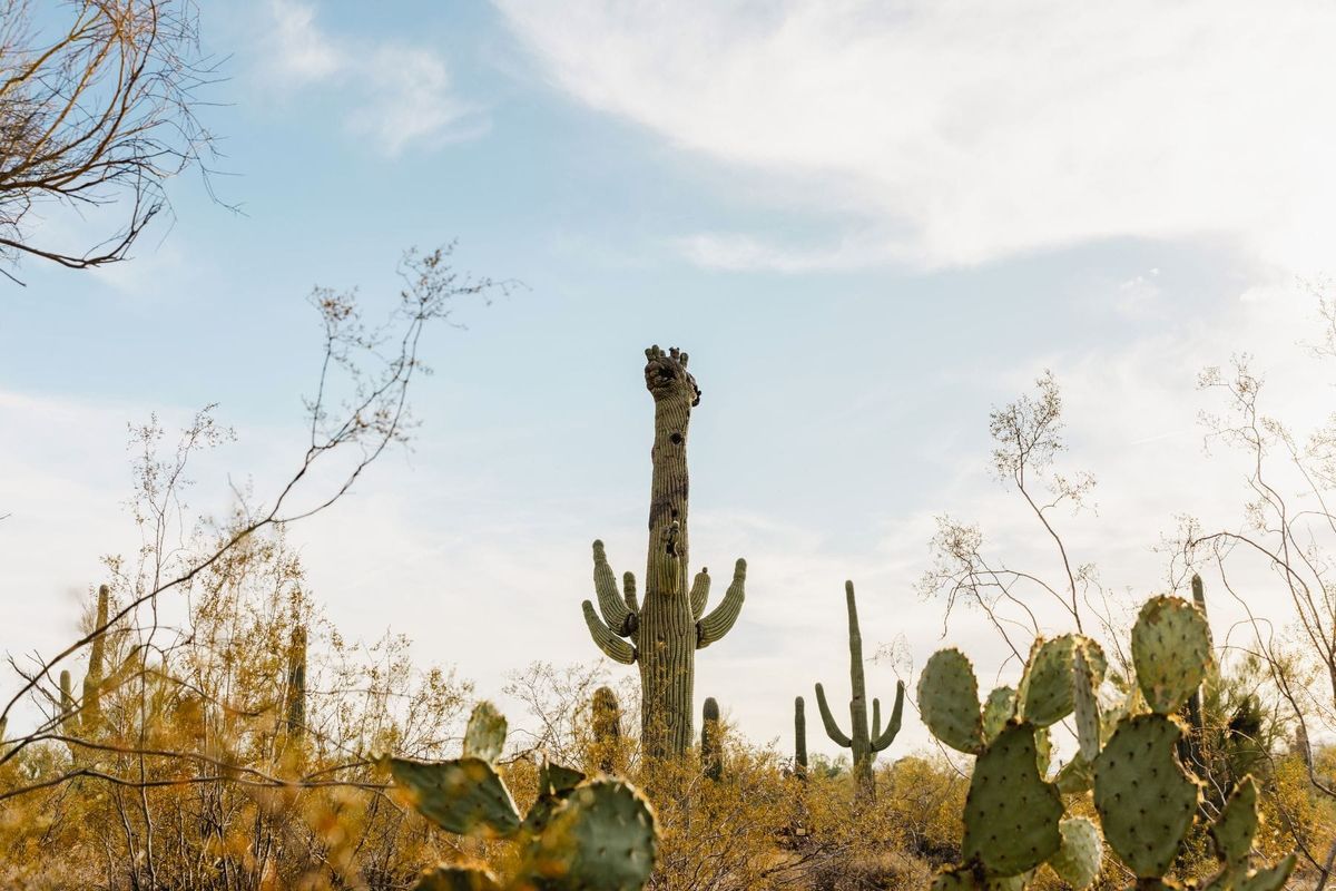 Rare crested saguaro Gumby dies at Tohono Chul