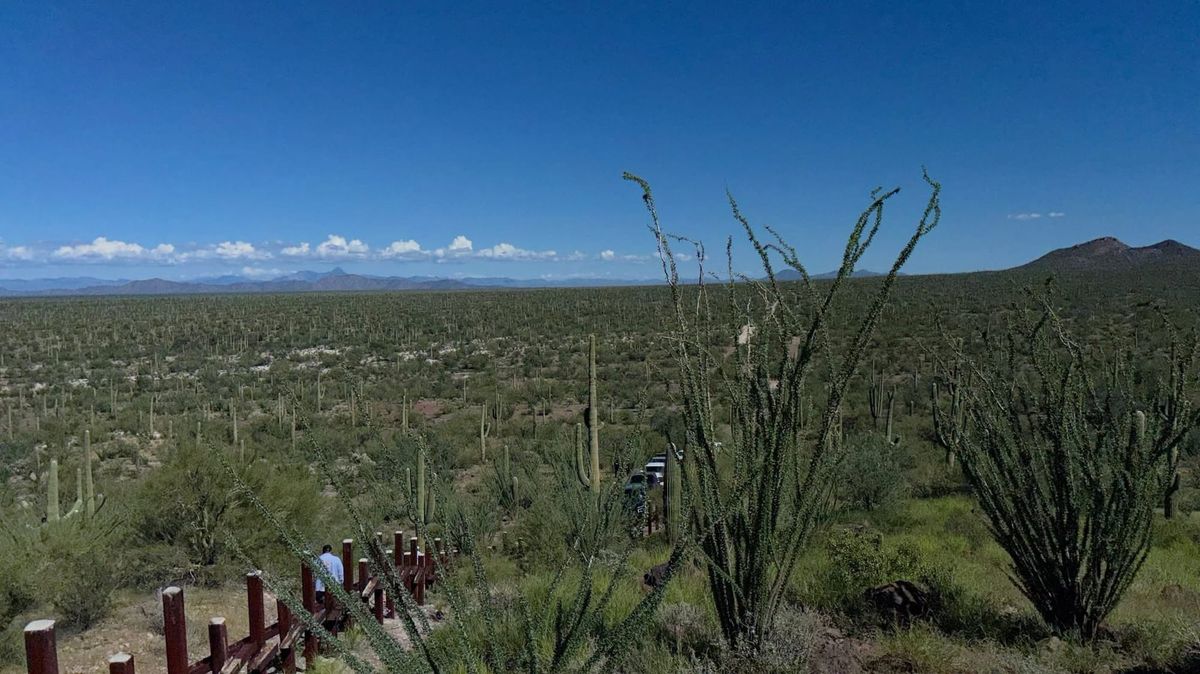 Tohono O’odham Nation braces for border wall saguaro removal
