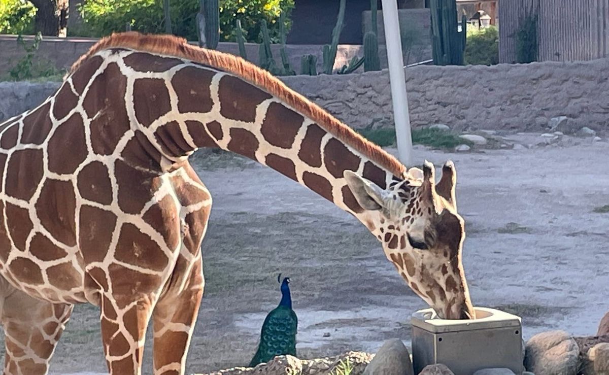 Propuesta 422 busca extender el impuesto de ventas para Reid Park Zoo