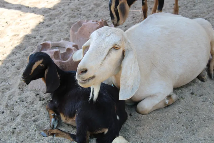 Tucson collective invites community to goat adoption event