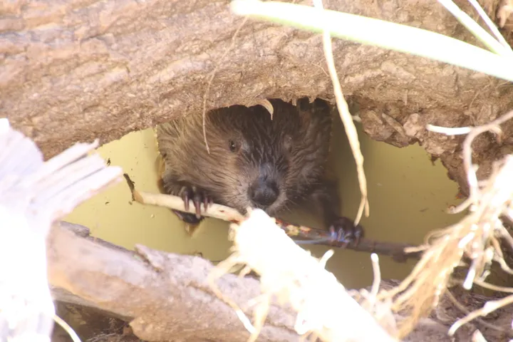 Tucson team tracks decline of San Pedro River beavers