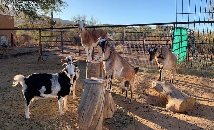 Goat Fest brings goats, games and community fun to Tucson