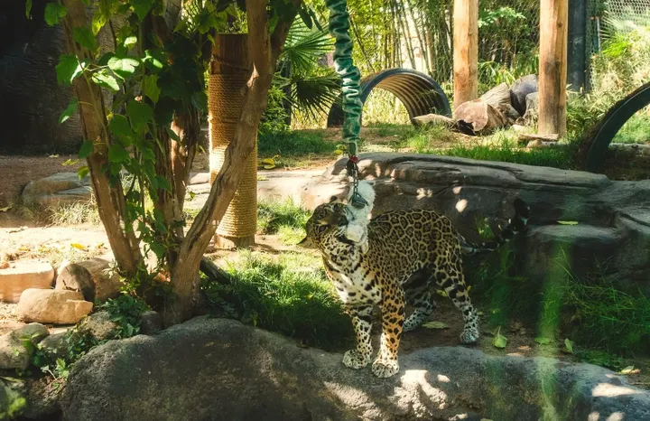 Tucson's Reid Park Zoo works to protect endangered jaguars