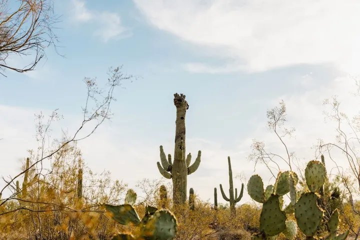 Rare crested saguaro Gumby dies at Tohono Chul