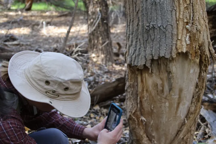 San Pedro River beaver survey enters sixth year