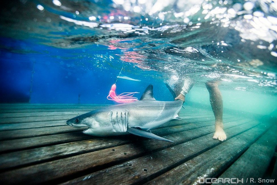 White shark pup in shallow water being handled by a human standing behind the shark