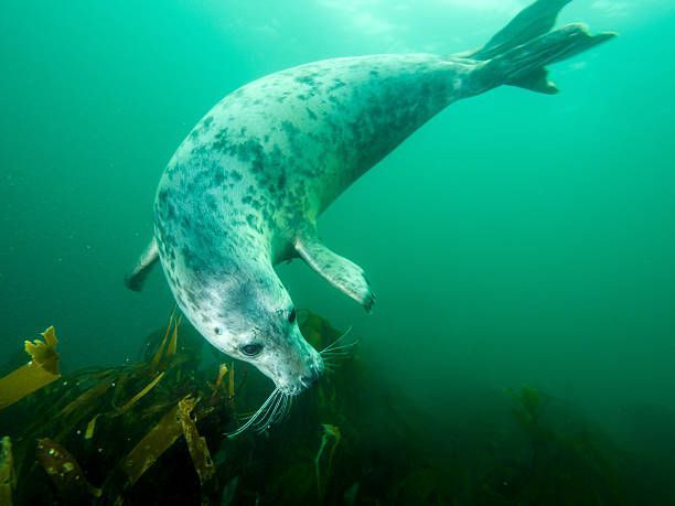 Gray seal swimming above kelp