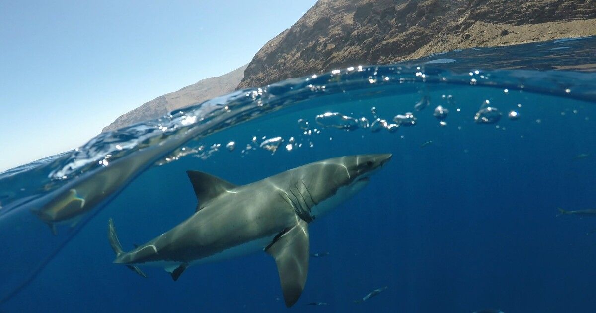 White shark swimming at surface with rocky shore bluffs in background