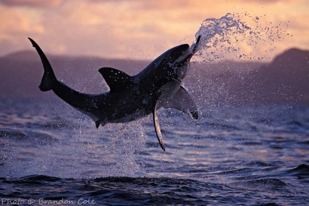 Shark jumping out of water with an unidentified prey animal in its jaws