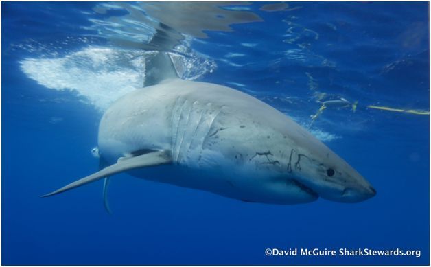 White shark underwater in profile
