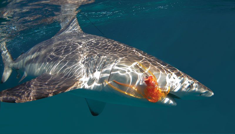 Shark underwater with red fishing lure in its mo