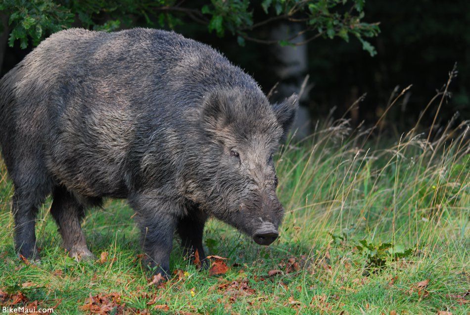 Feral hog, Maui, Hawaii