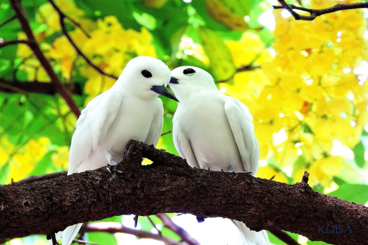 Hawaiian white tern, "Manu-o-Ku"