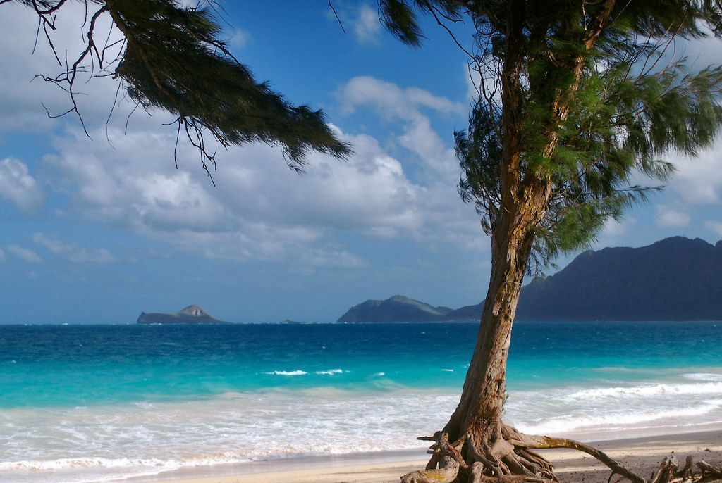 Hawaiian beach with ironwood tree