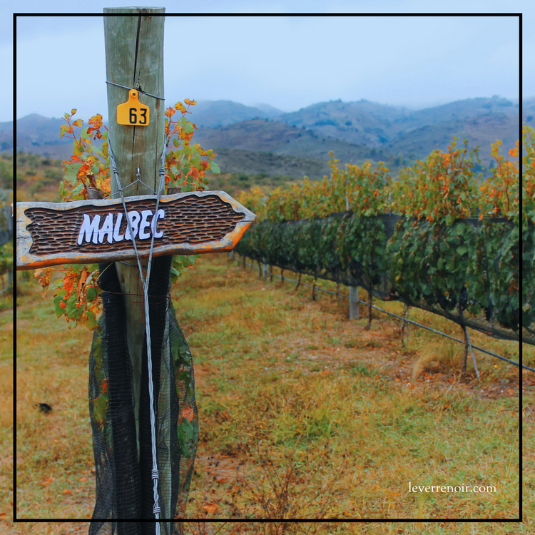 Malbec: De Cahors aux Andes, et jusqu’à ton verre