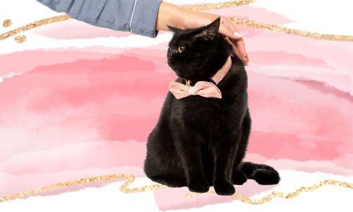 Pink Bow Tie
