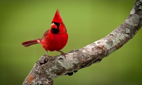 Cardinal Gifts