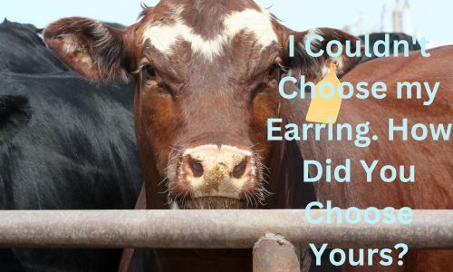 Cow Earrings