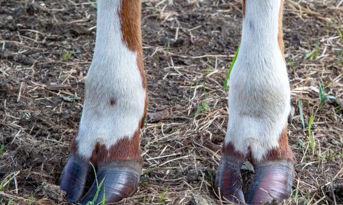 Cow Hooves