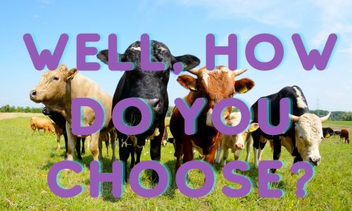 Cow Hooves