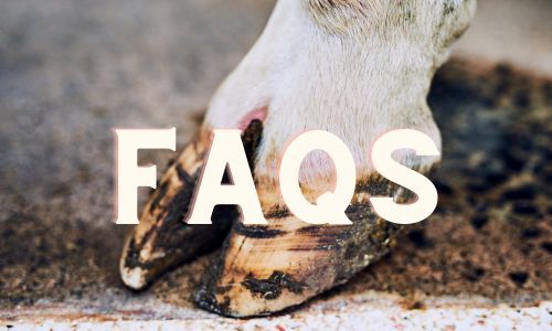 Cow Hooves