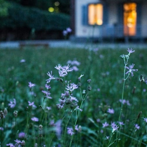 field of purple flower beside house