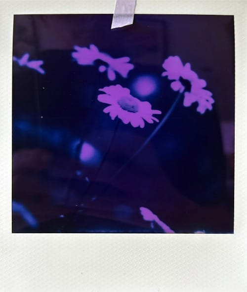 Inverted purple flowers on dark background, taped polaroid.