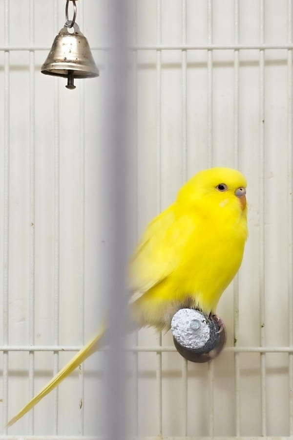 A yellow bird sitting on a perch in a cage