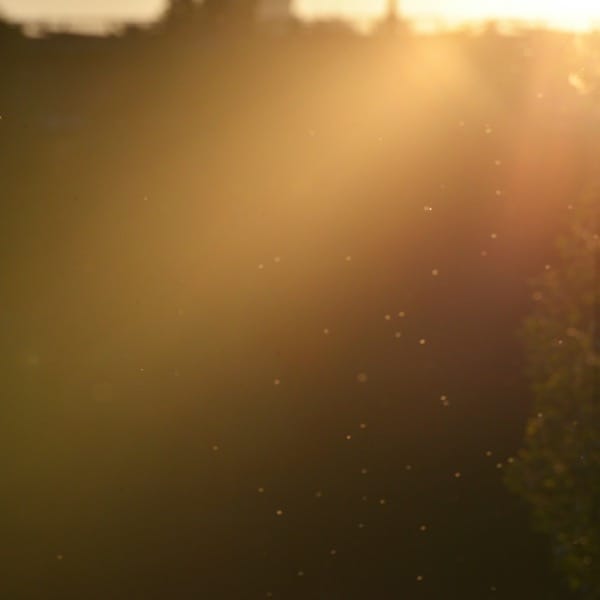 Golden sun rays illuminate dust particles in a hazy atmosphere