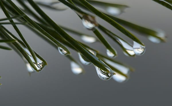 drops of water hanging from a pine tree branch