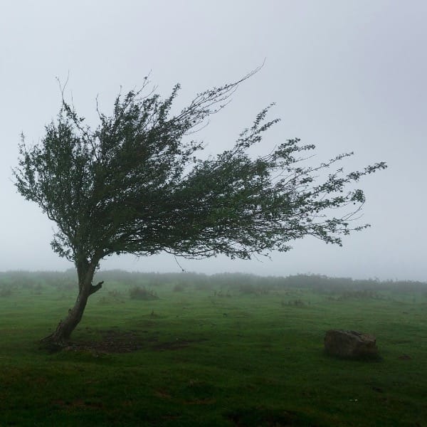 trees with wind photo