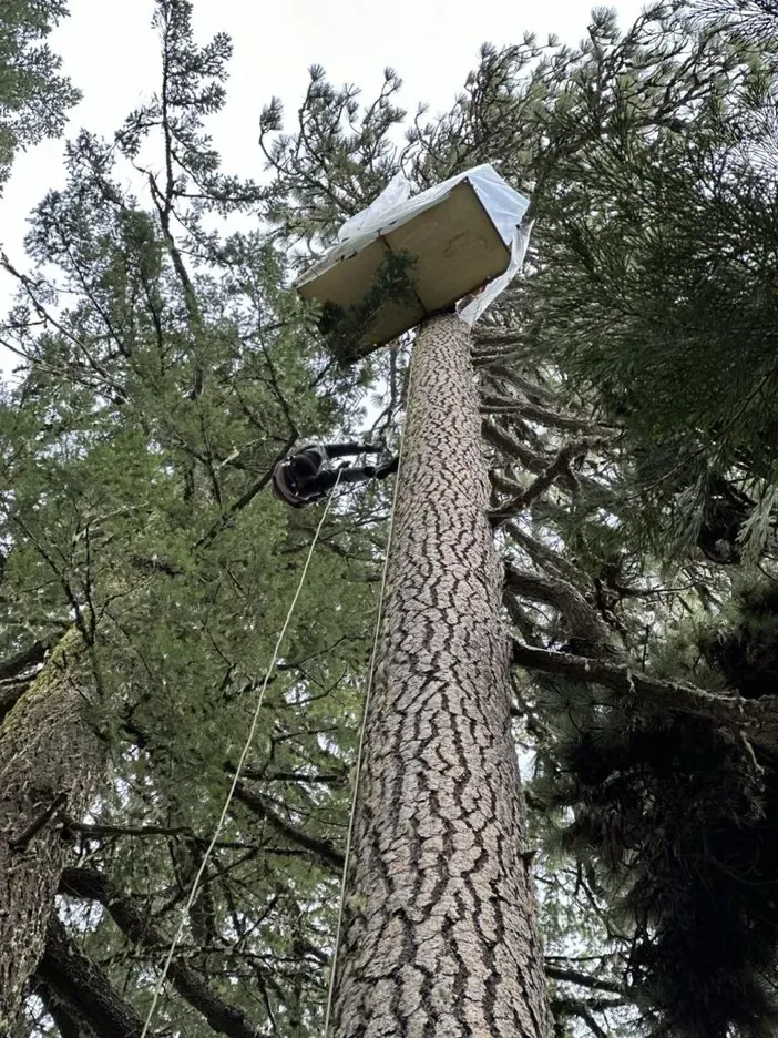 Golden scaling to the tree-sit platform.