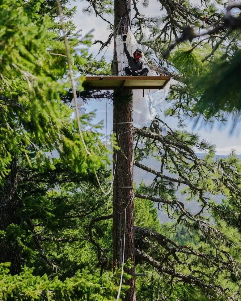 Golden at the tree sit sitting with their fist in the air