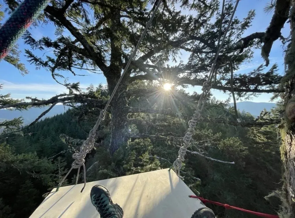 The view from the top of the treesit
