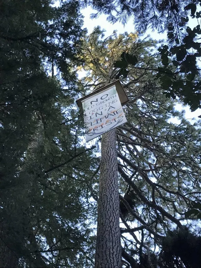 Banner hung from the tree-sit that reads “NO OLD GROWTH LOGGING IN A CLIMATE CRISIS”