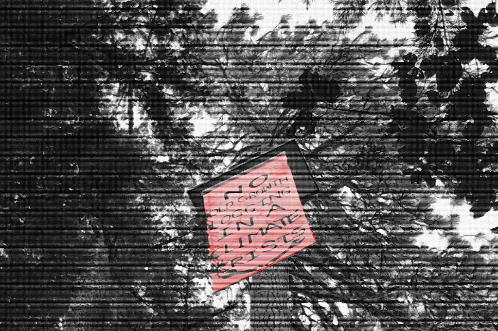 banner in a tree that says "no old growth logging in a climate crisis" in all capital letters