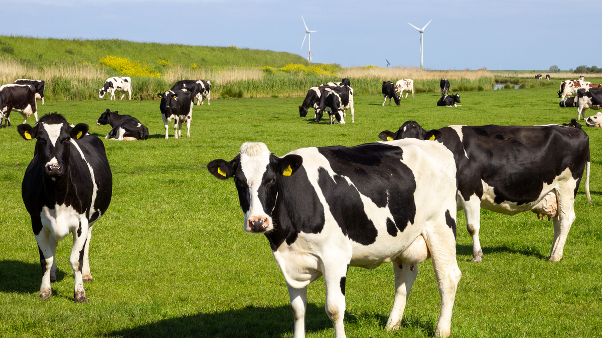 Appreciation in crisis