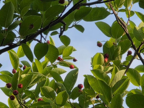 Microsoft Planner: one or multiple task owners?