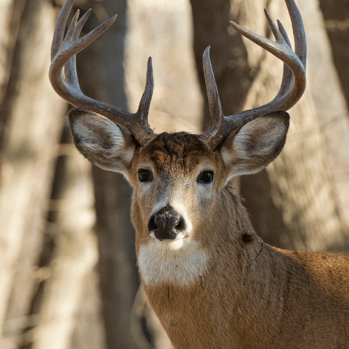 White Tail Buck