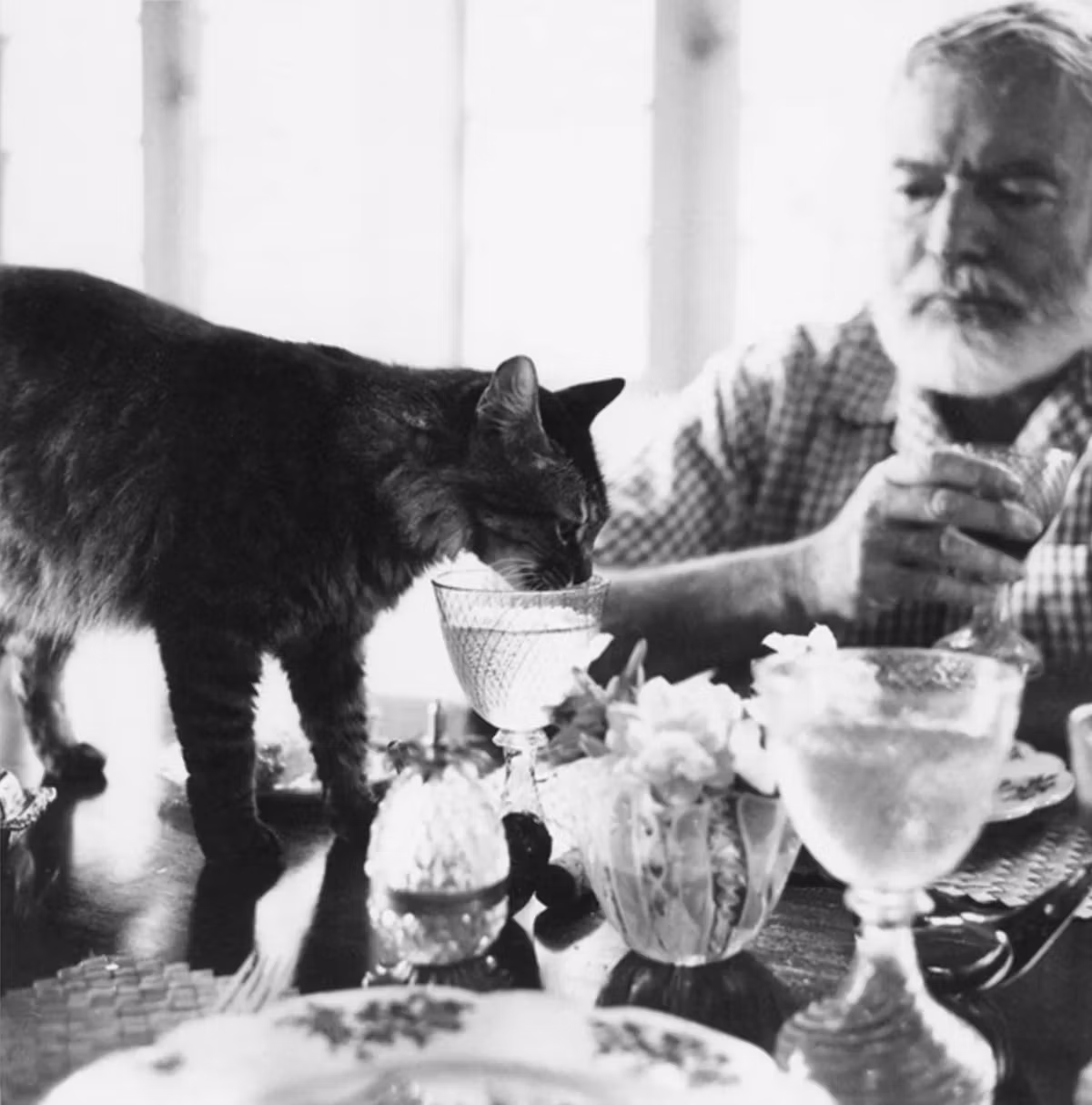 TIL:  Key West is inhabited by Six Toed Cats because of Ernest Hemingway Feature Image