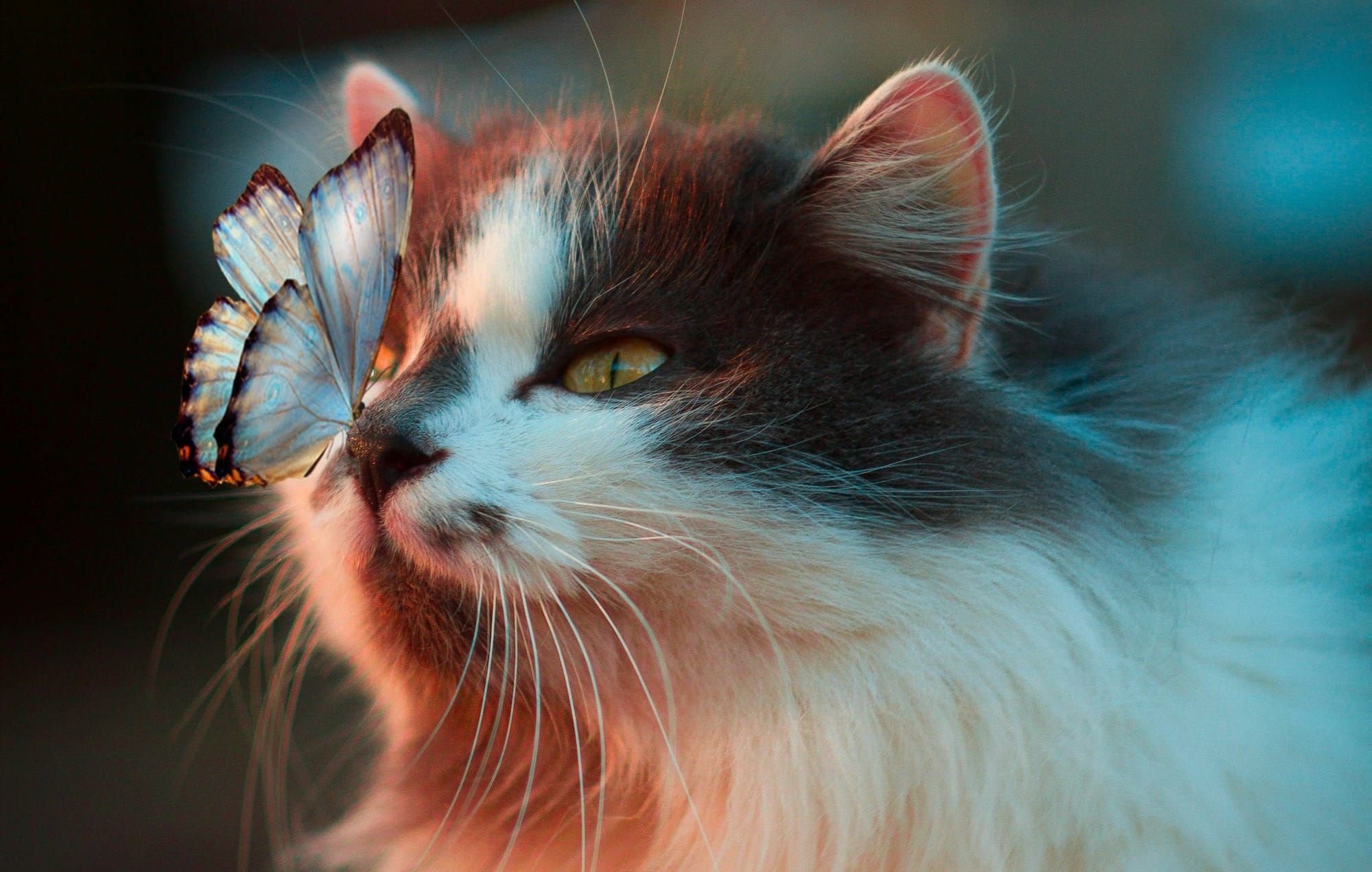 A cat and a butterfly making eye contact, blue butterfly on the nose of a grey and white cat