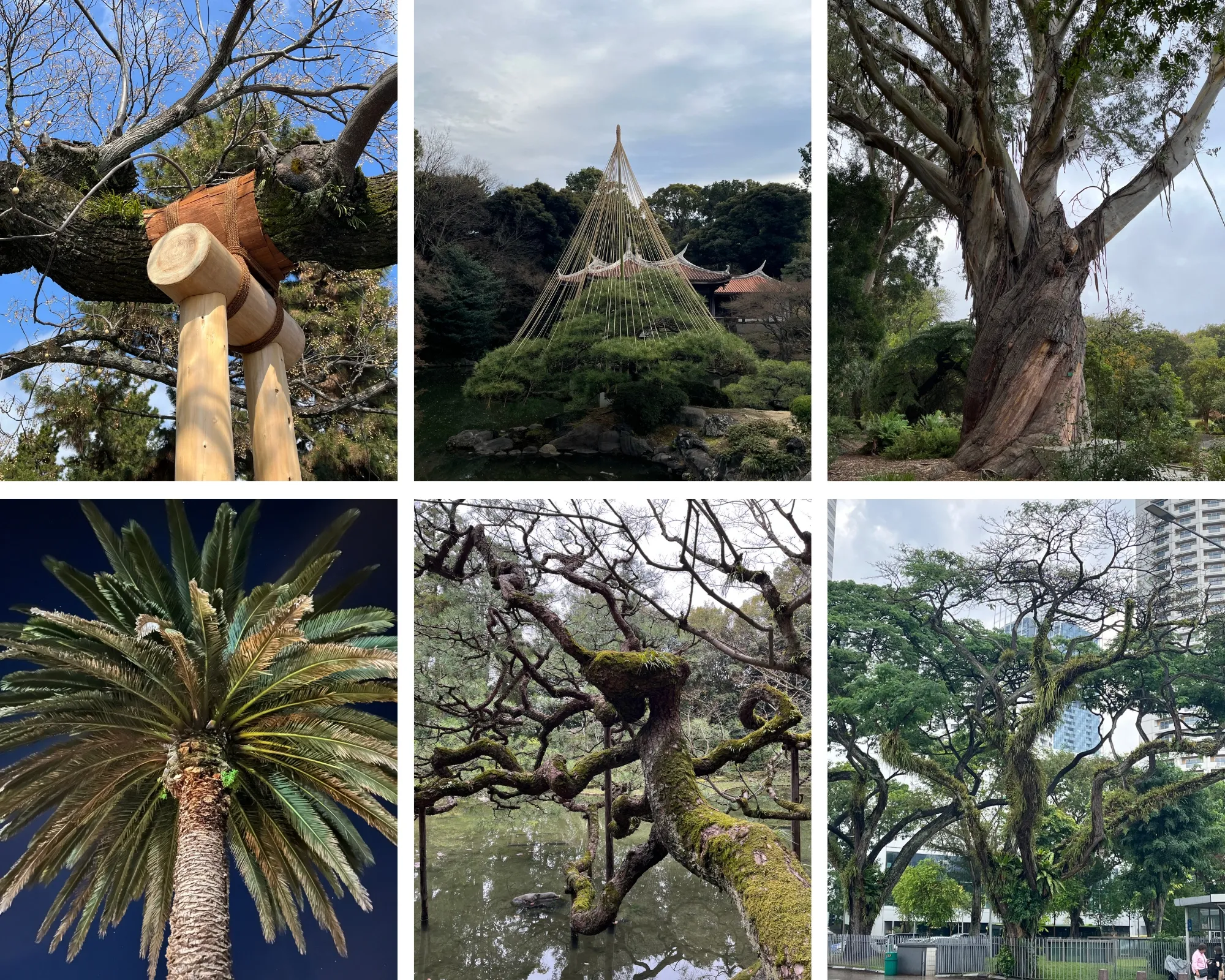 Six photographs arranged in a 2x3 grid. They show different trees in Japan, New Zealand and Singapore.