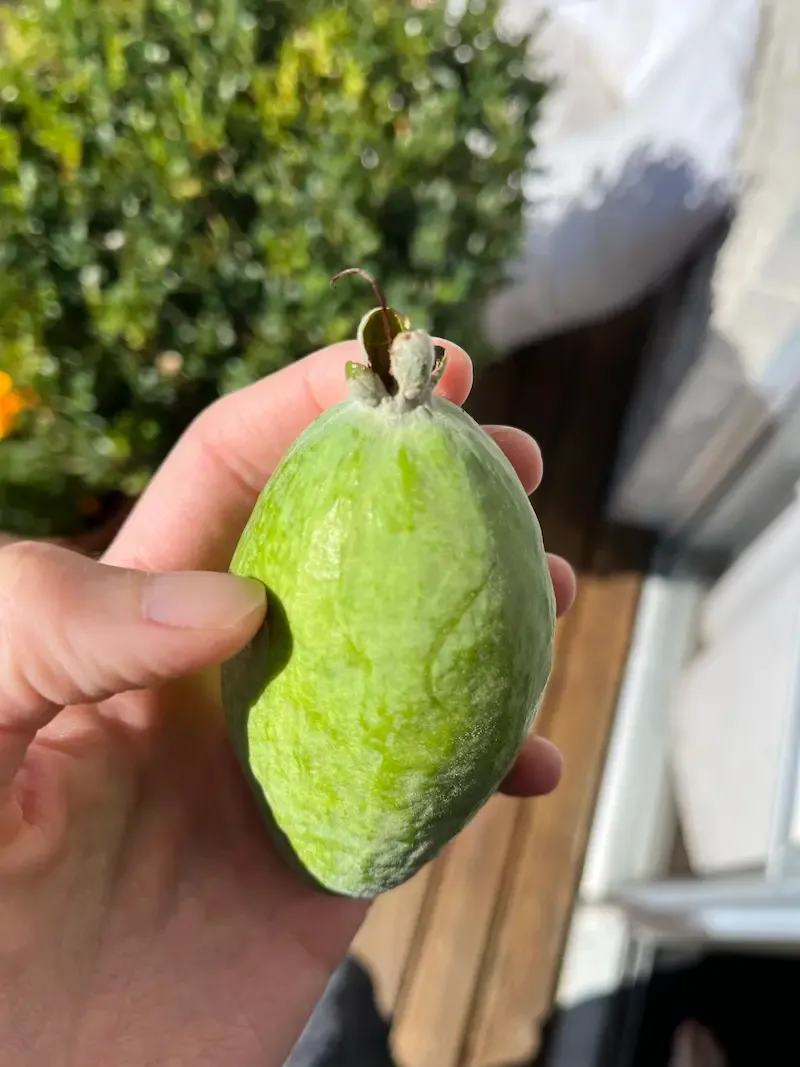 Close-up for a feijoa - a bright green fruit with a smooth skin, similar in size to a lime.